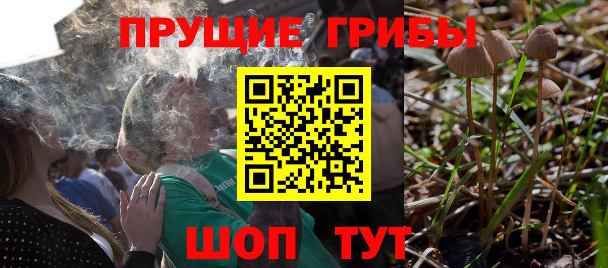 Волхов  Галлюциногенные грибы ЛСД  Вход с VPN 